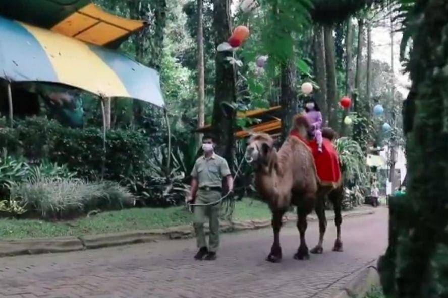 keseruan tunggang unta di Hotel Safari Resort. (instagram.com/safariresort.id)