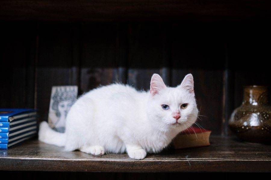 ilustrasi kucing (pexels.com/Cottonbro Studio)