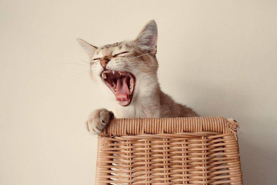 ilustrasi kucing (pexels.com/Tomas Ryant)