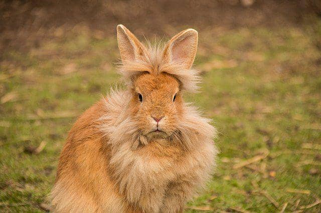 Kelinci lionhead (commons.wikimedia.org)