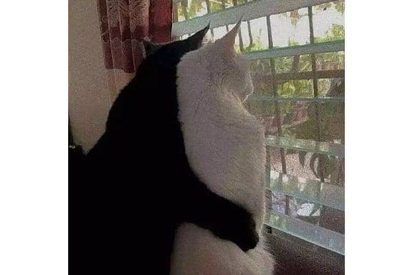8 Potret Kocak Hewan Ketika Difoto dari Belakang, Gemesin Pol