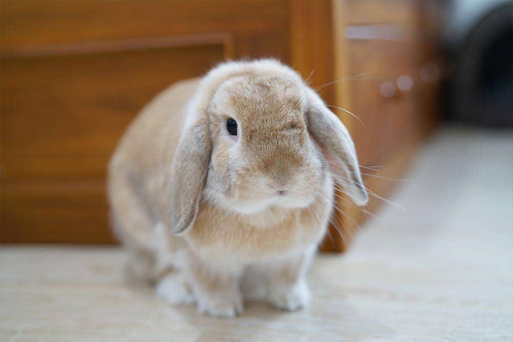 Kelinci holland lop (gregrichdvm.com/blog/holland-lop)