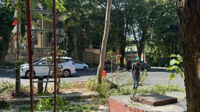 DLH Makassar Kembali Temukan Penebangan Pohon Tanpa Izin