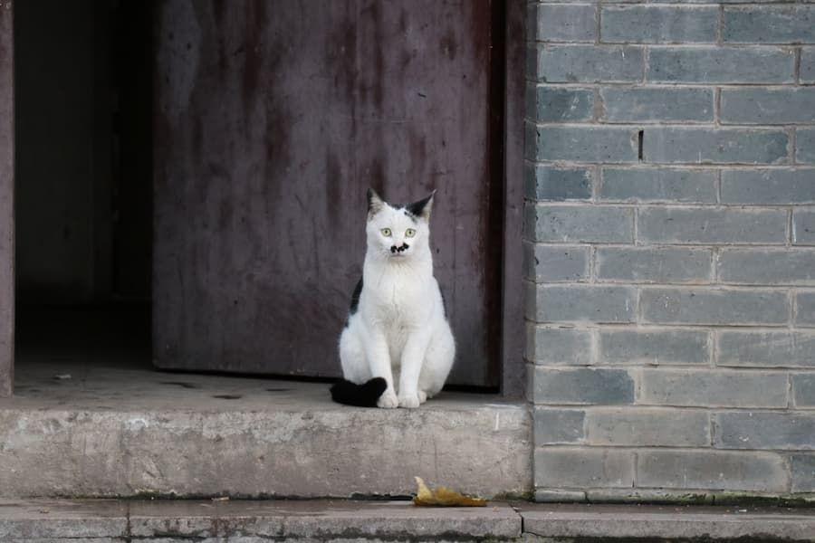 Benarkah Kucing Bisa Mencegah Ular Masuk Rumah? Ini Faktanya