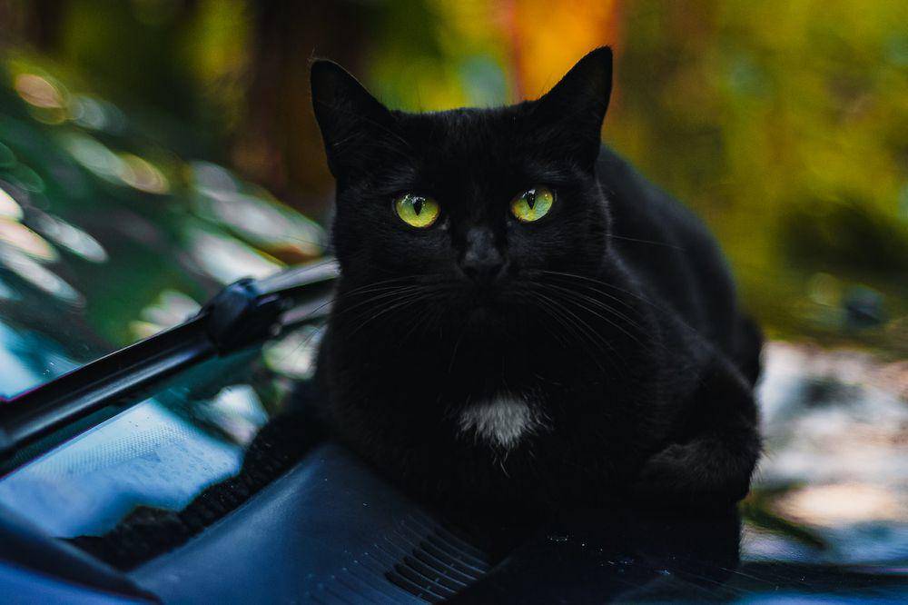 Kucing hitam (pexels.com/Marcelo Chagas)