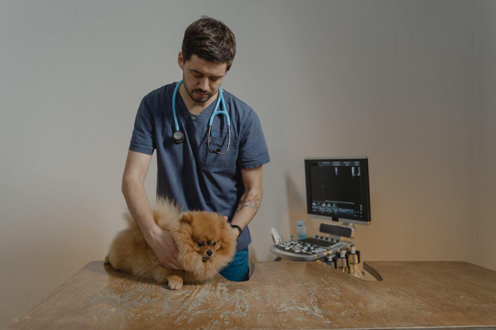 ilustrasi memeriksa anjing ke dokter hewan (pexels.com/Tima Miroshnichenko)