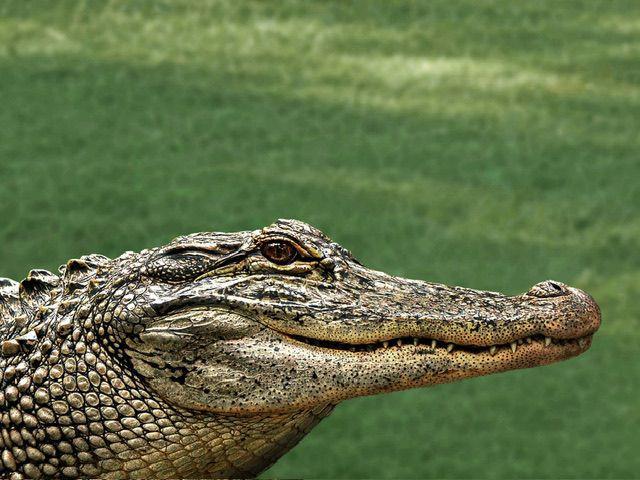 Kenapa Buaya Diklasifikasikan Sebagai Reptil dan Bukan Amfibi?