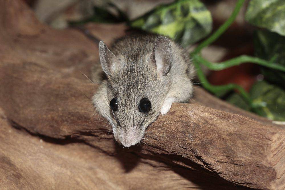 Ilustrasi tikus (pexels.com/@pixabay)