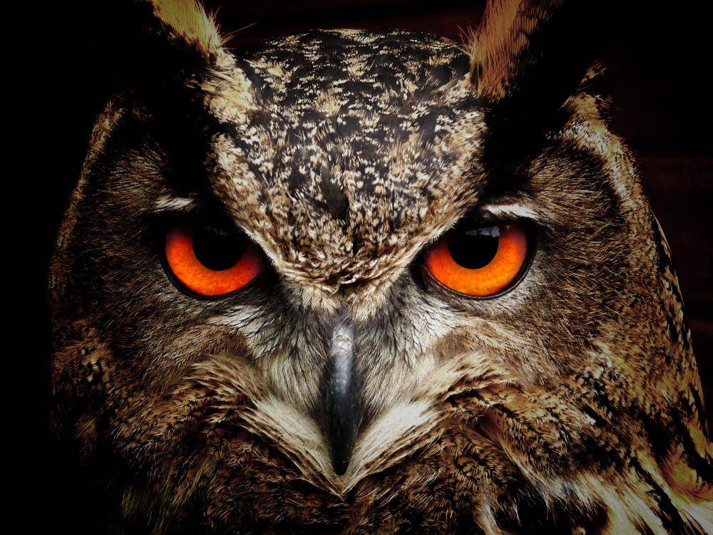 Ilustrasi burung hantu (pexels.com/@pixabay)