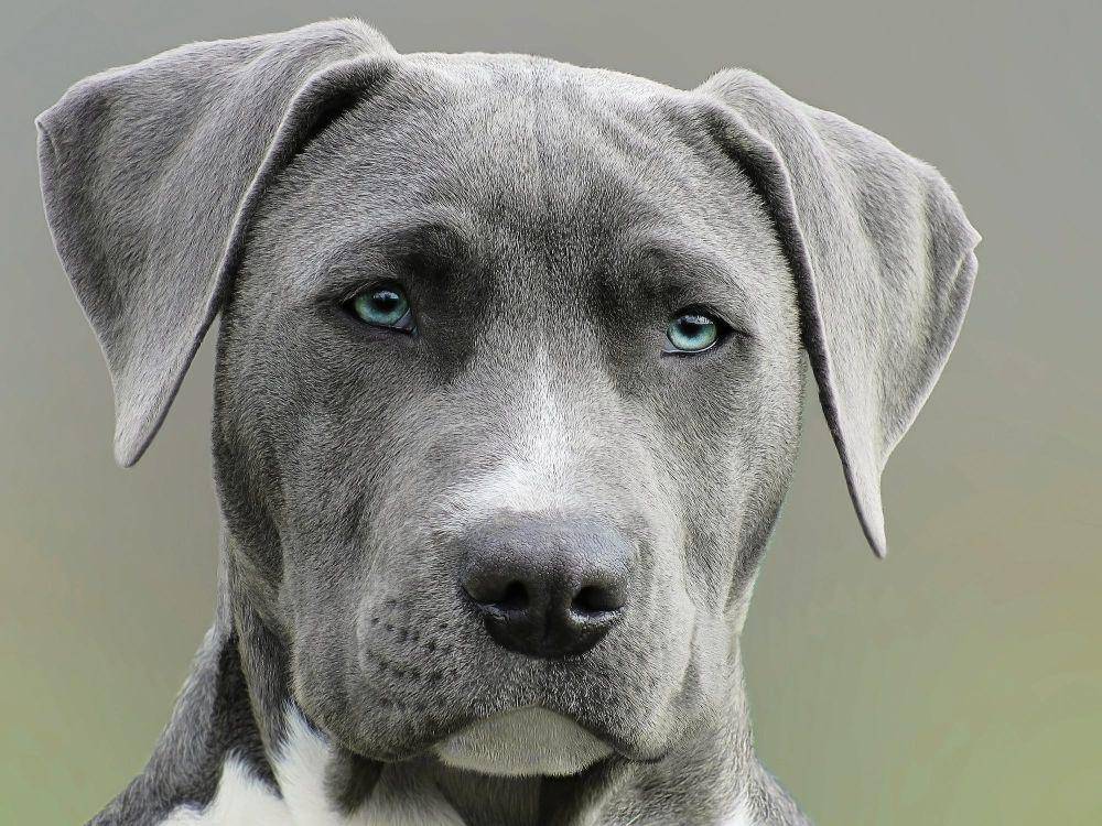 Ilustrasi anjing (pexels.com/@alexandru-rotariu)