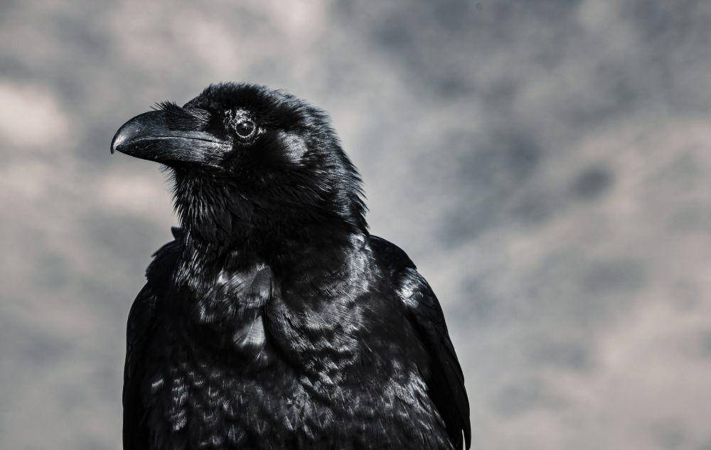 Ilustrasi burung gagak (pexels.com/@shottrotter)