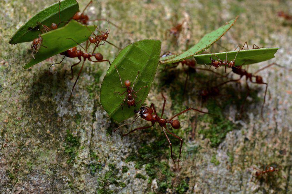 Rombongan semut pemotong daun sedang membawa daun untuk kebunnya. (commons.wikimedia.org/Geoff Gallice)
