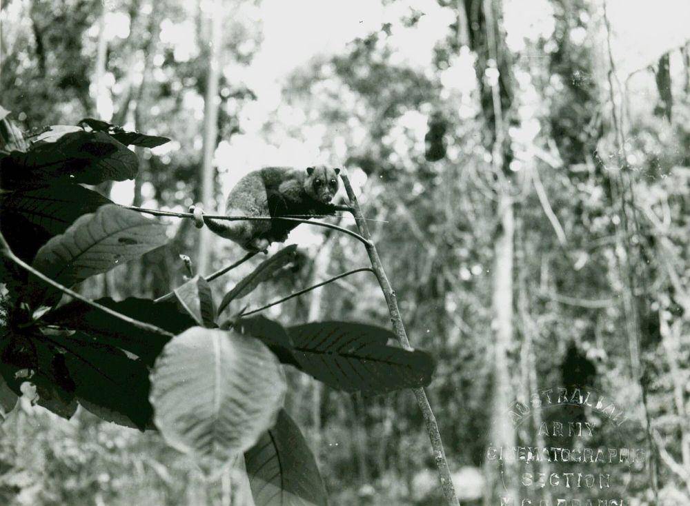 Kinkajou (commons.m.wikimedia.org/USNC Archives)