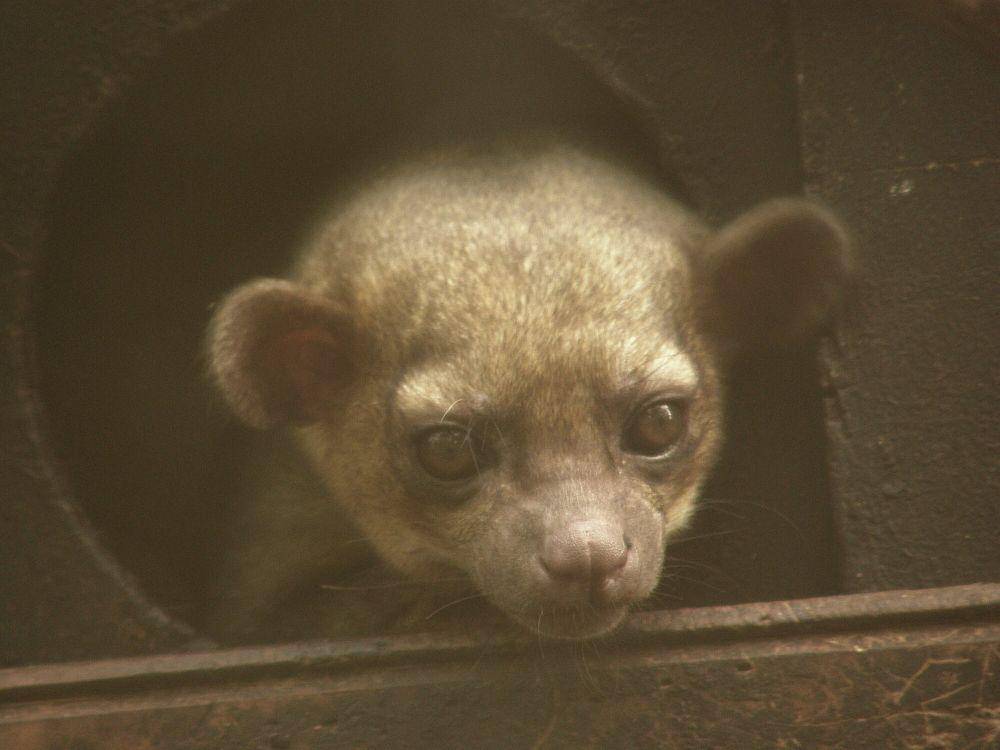 Kinkajou (commons.m.wikimedia.org/Frank Wouters)