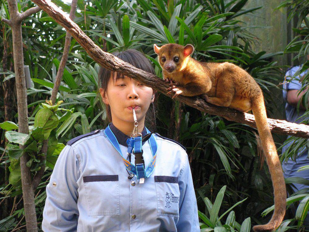 Kinkajou (commons.m.wikimedia.org/Shankar r. )