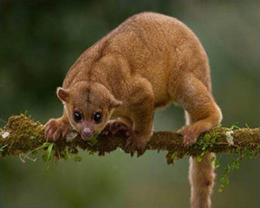 Kinkajou (commons.m.wikimedia.org/Kalamazoo Public Library)