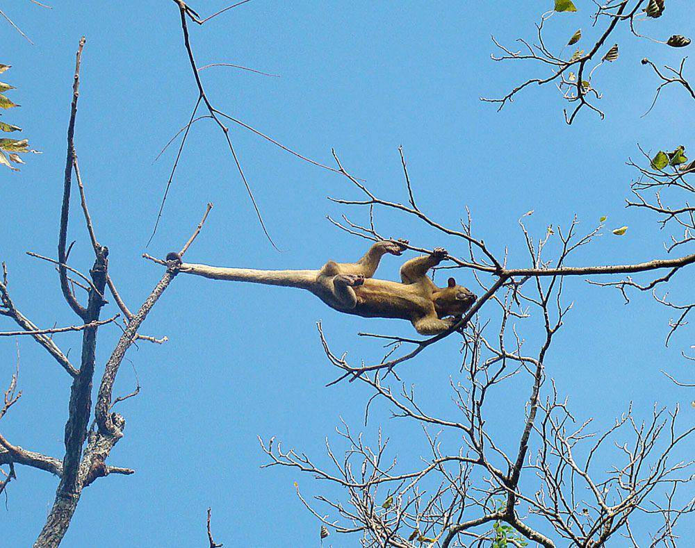 Kinkajou (commons.m.wikimedia.org/Dick Culbert)