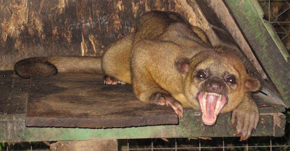 Kinkajou (commons.m.wikimedia.org/Robrrb)
