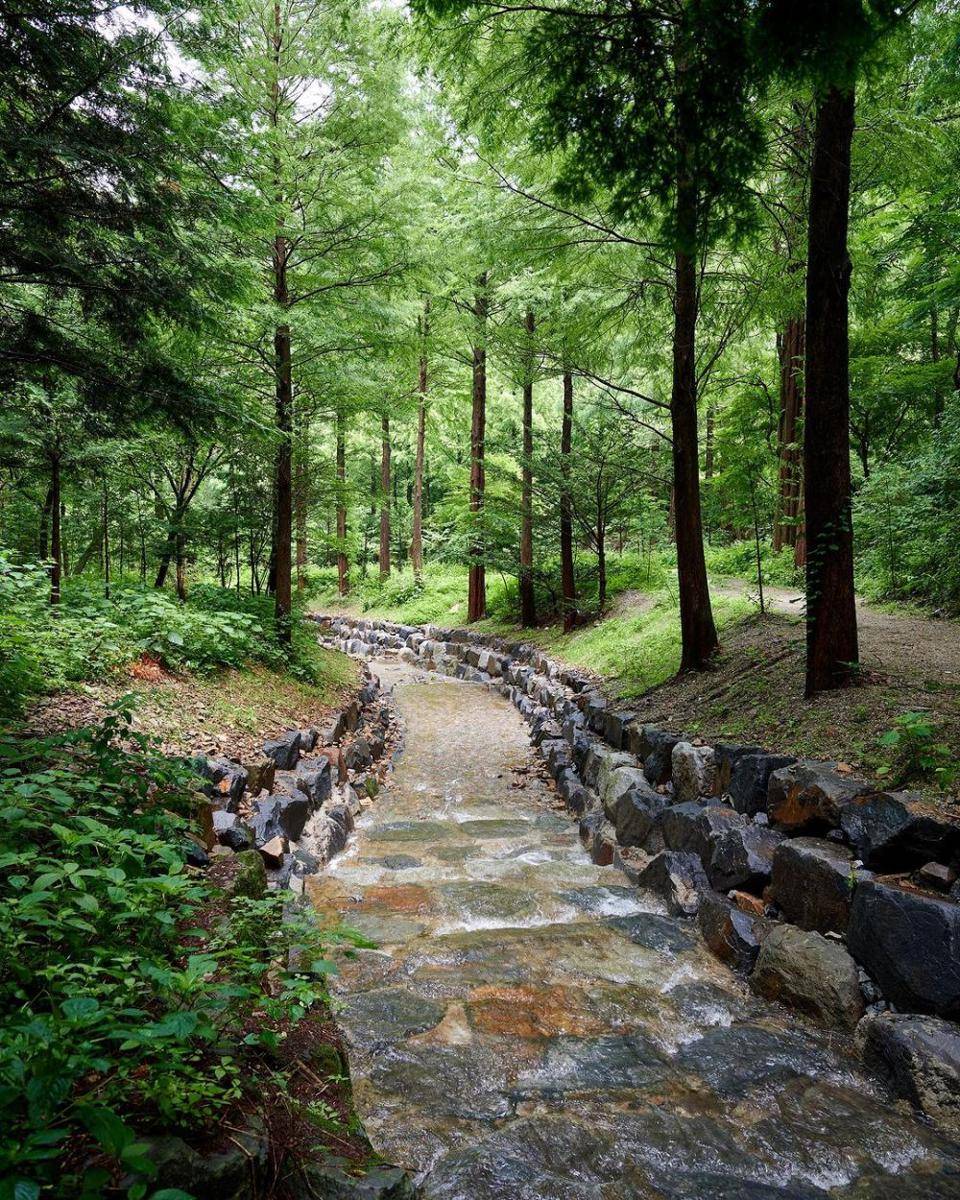 Nonsan Onbit Forest (instagram.com/jin_hyung_cho)