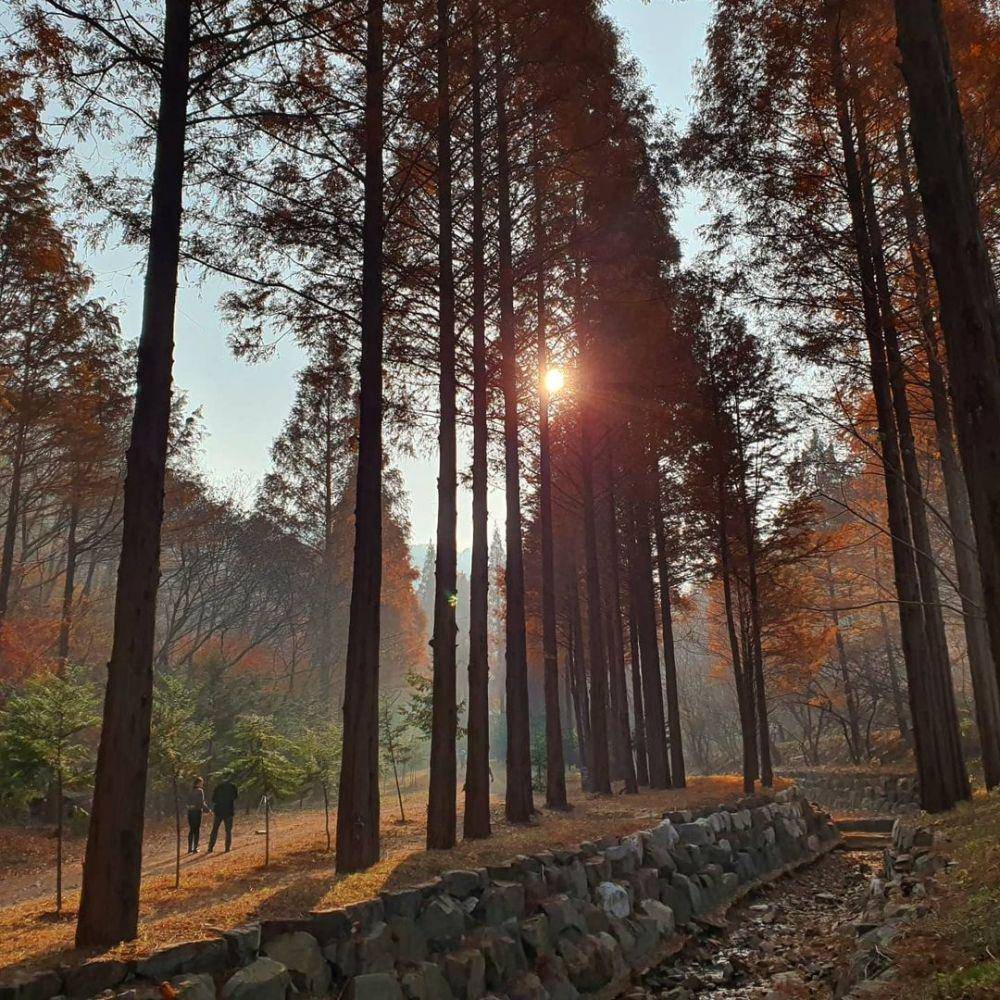 Nonsan Onbit Forest (instagram.com/daily_cloudnsky)