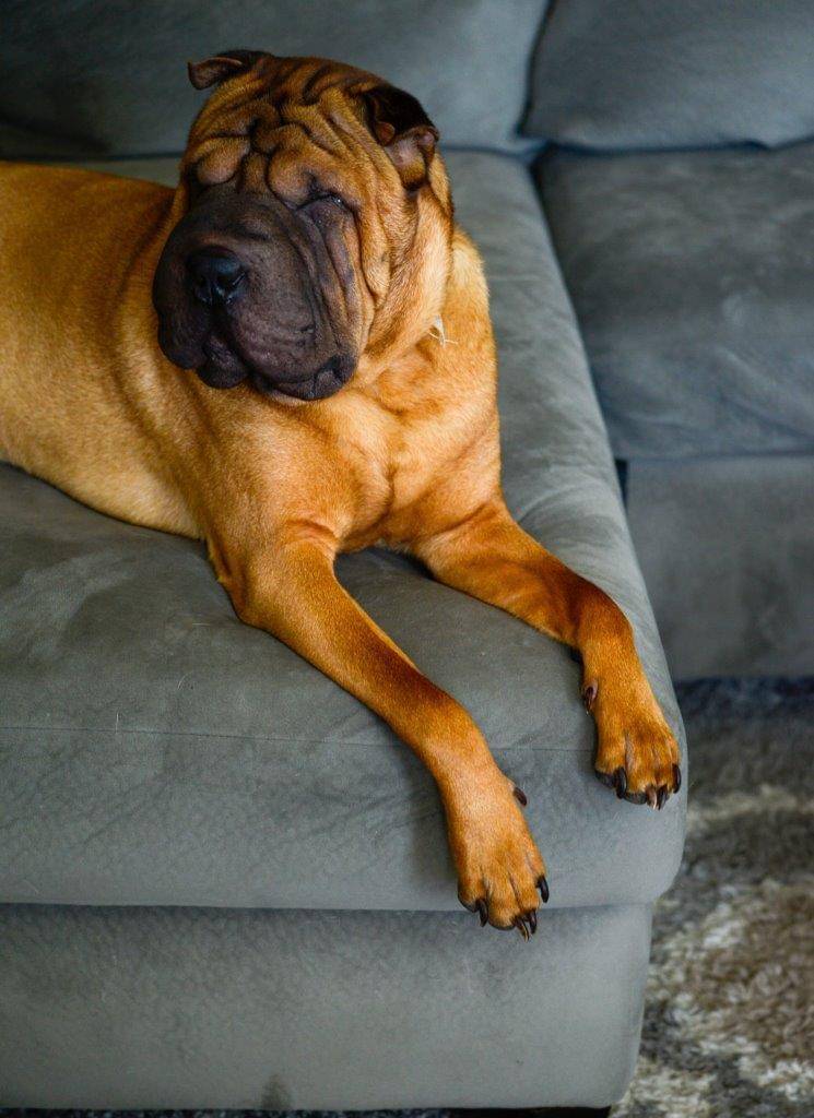 ilustrasi anjing Shar Pei (unsplash.com/Pete Alexopoulos)