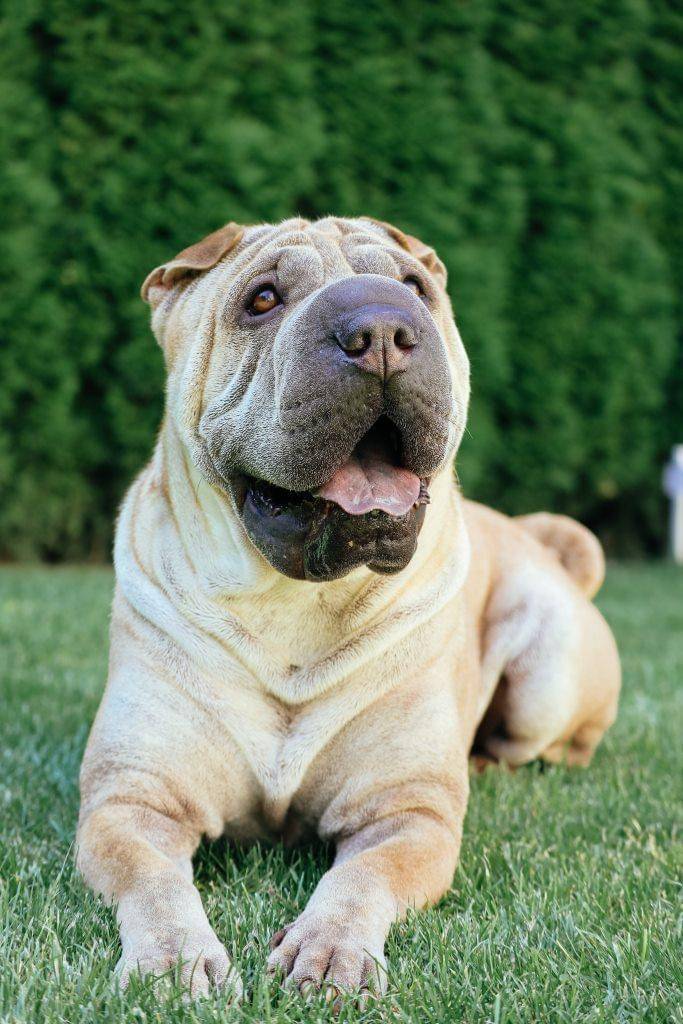ilustrasi anjing Shar Pei (unsplash.com/Ivan)