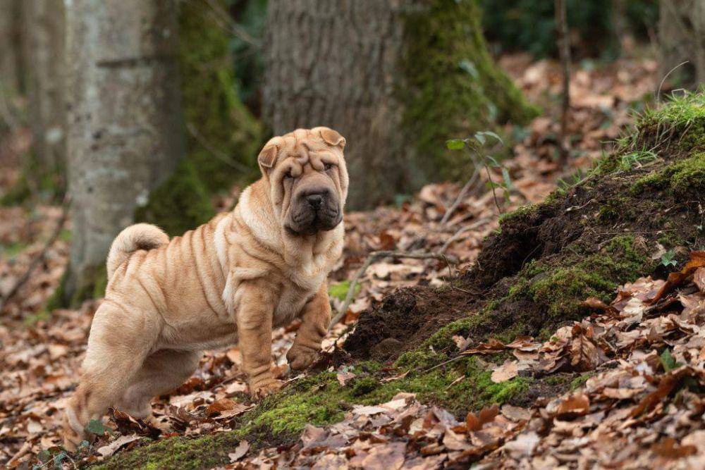 ilustrasi anjing Shar Pei (pexels.com/Thierry Rossier)