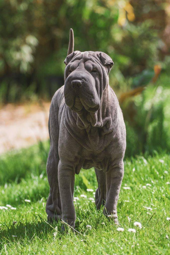 ilustrasi anjing Shar Pei (pexels.com/Thierry Rossier)