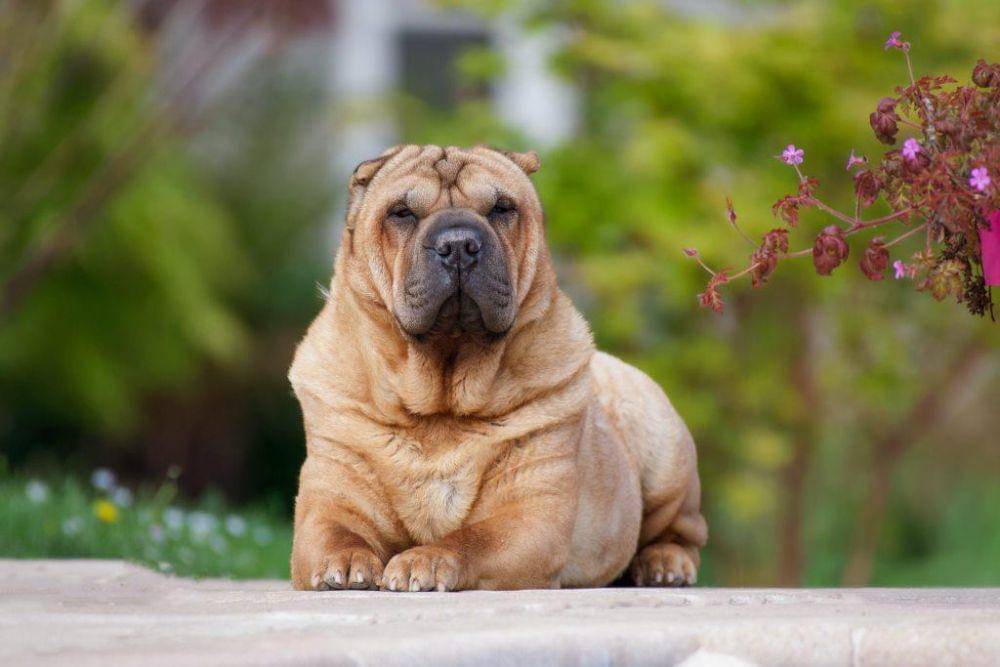 ilustrasi anjing Shar Pei (pexels.com/Thierry Rossier)
