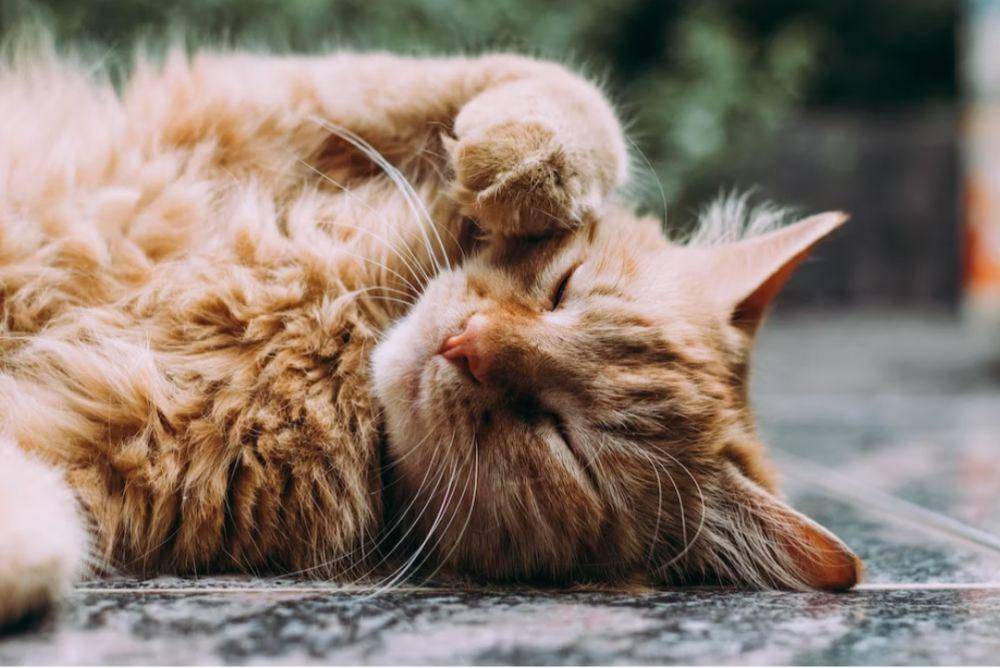 Kucing(unsplash.com/@ludemeula)