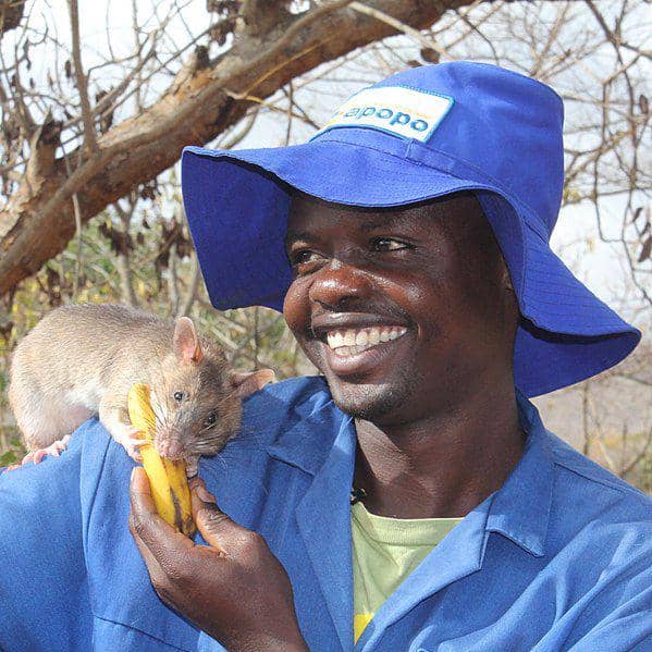 Seorang pelatih tikus penjinak bom ranjau dari APOPO bersama seekor tikus berkantung gambia yang sedang makan. (commons.wikimedia.org/Thukuk)
