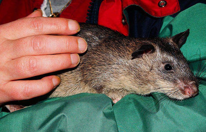 5 Fakta Tikus Berkantung Gambia, Dimanfaatkan untuk Mendeteksi Bom