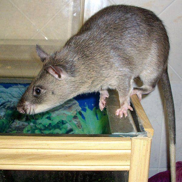potret tikus berkantung gambia yang dipelihara oleh manusia (commons.wikimedia.org/Laëtitia Dudous)