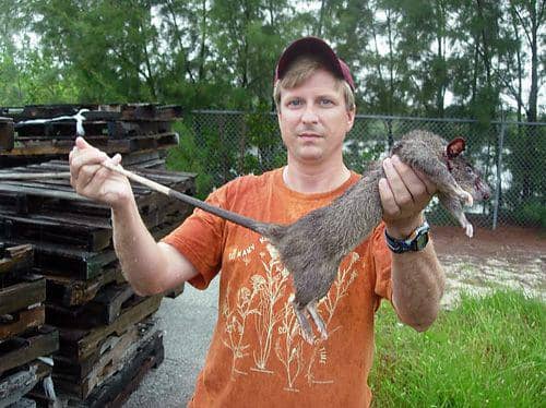 tikus berkantung gambia yang dianggap sebagai hama di Florida, Amerika Serikat (commons.wikimedia.org/FWS)
