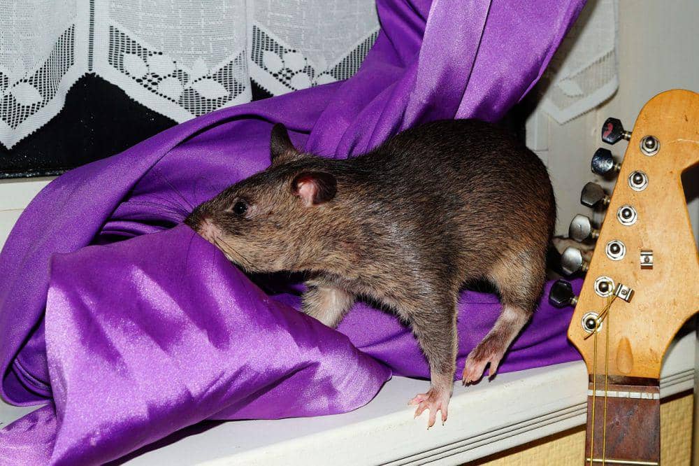 tikus berkantung gambia yang dipelihara oleh manusia (pixabay.com/Kapa65)