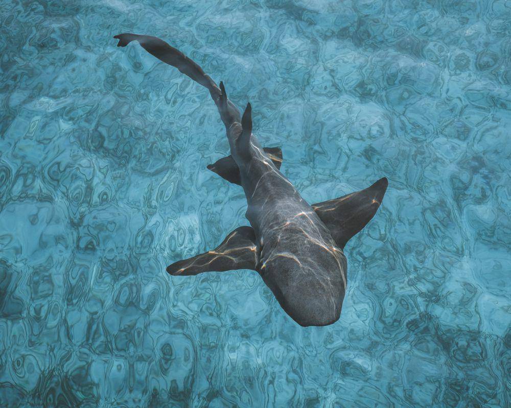 ilustrasi nurse shark (unsplash.com/Ryan Geller)
