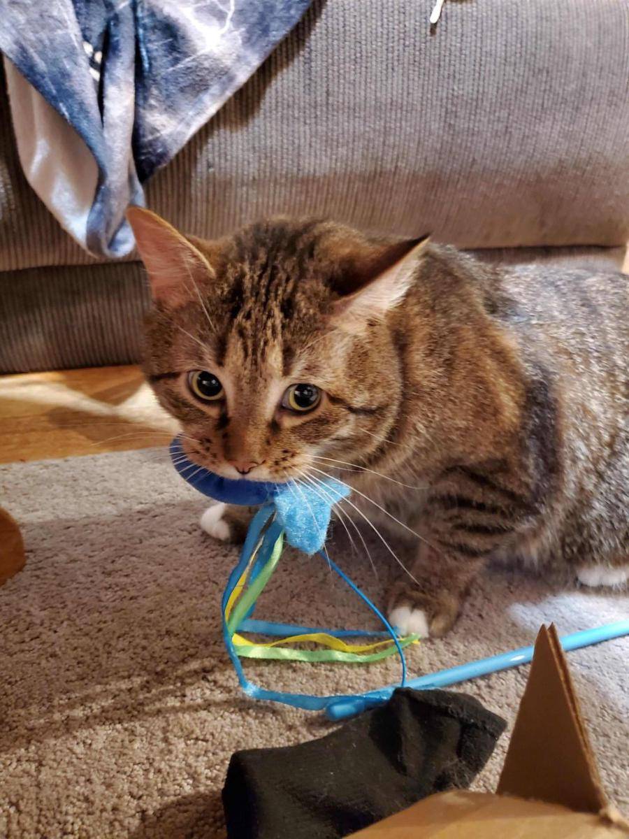 potret gemas kucing dan mainan ikannya (reddit.com/user/Threefignewtons)