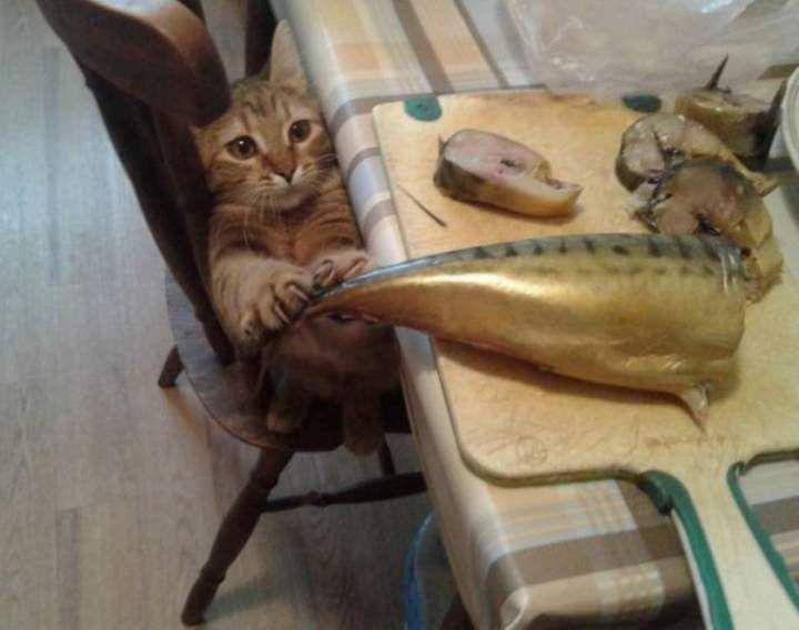 potret gemas kucing dan mainan ikannya (reddit.com/user/fat_old_boy)