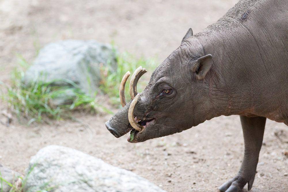 Babi rusa (commons.m.wikimedia.org/Eric Kilby)