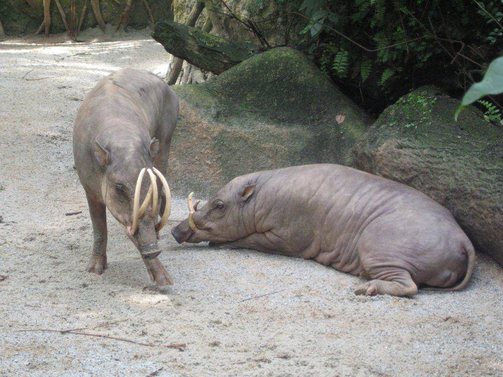 Babi rusa (commons.m.wikimedia.org/Terence Ong)