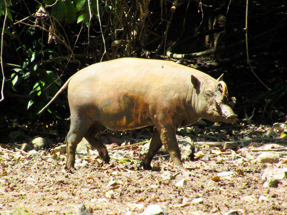 Babi rusa (commons.m.wikimedia.org/Hardi A. Gani)