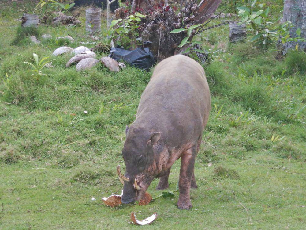 Babi rusa (commons.m.wikimedia.org/Mangkau Zulkifli)
