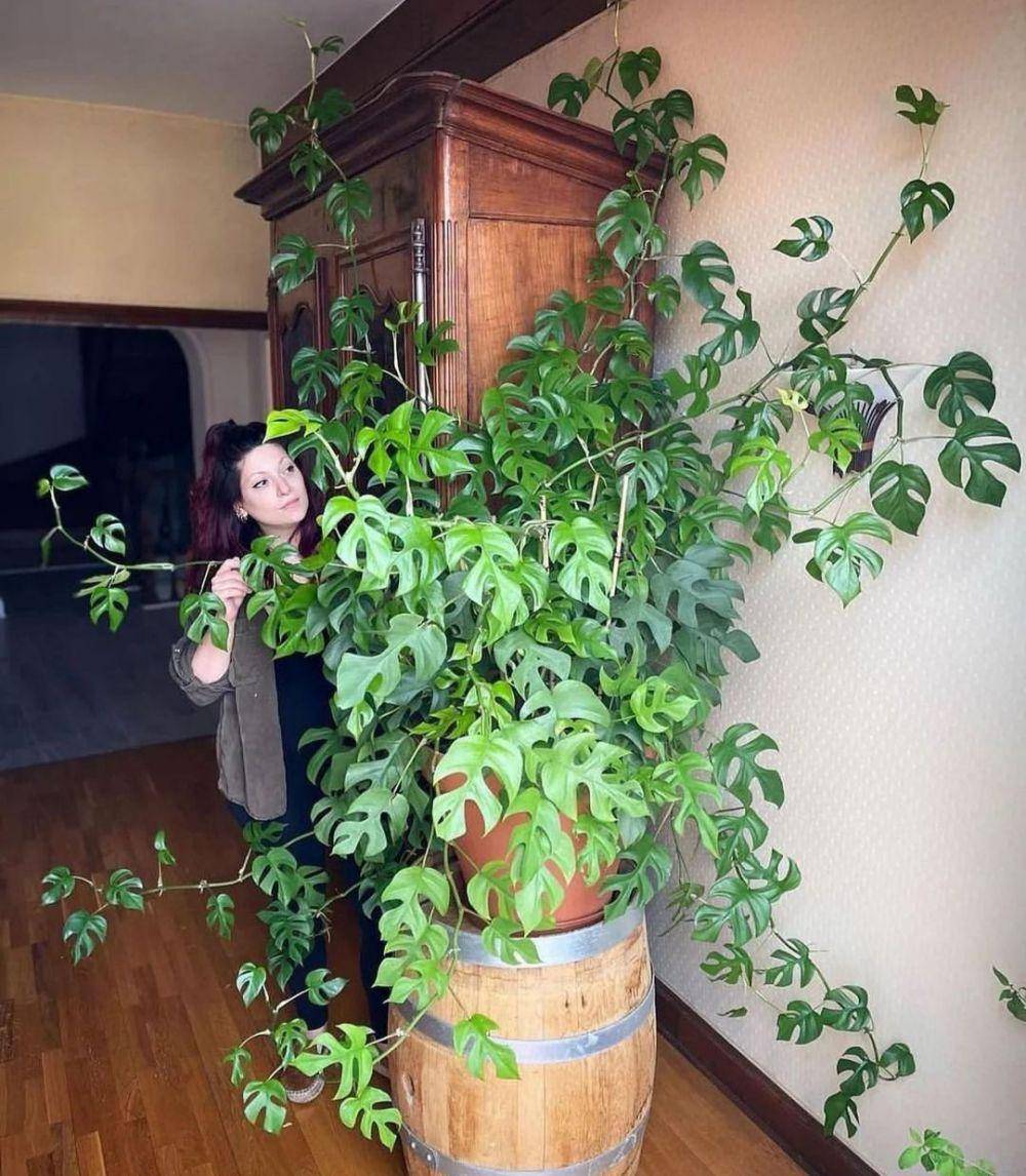 tanaman janda bolong (instagram.com/stunning_plant)
