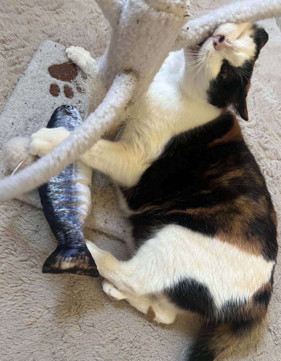 potret gemas kucing dan mainan ikannya (reddit.com/user/Evening-Log4551)