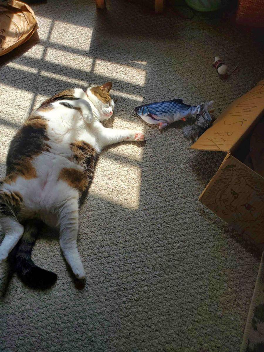 potret gemas kucing dan mainan ikannya (reddit.com/user/Ghostwheel25)