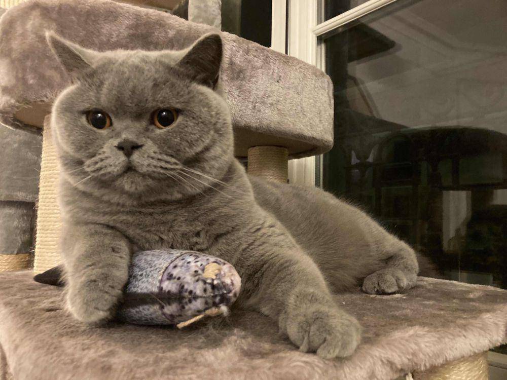 potret gemas kucing dan mainan ikannya (reddit.com/user/FichtreMazette)
