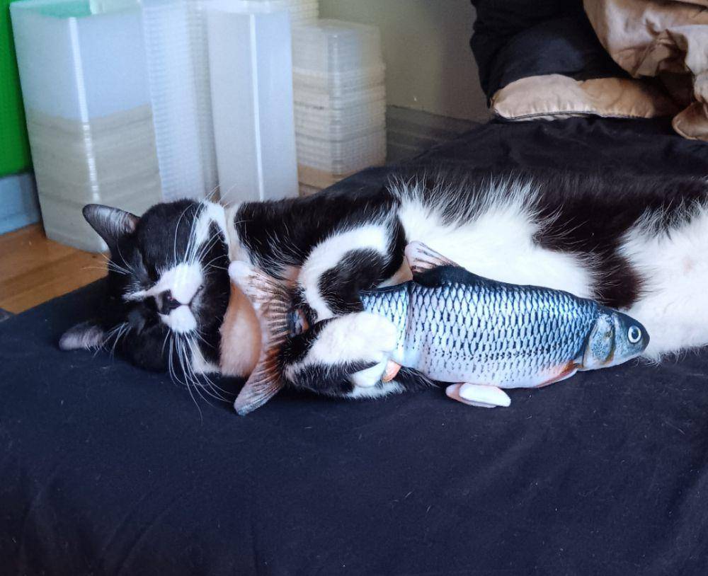 potret gemas kucing dan mainan ikannya (reddit.com/user/lesmonstresexistent)