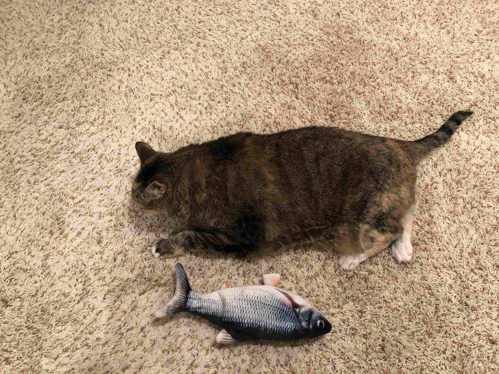 potret gemas kucing dan mainan ikannya (reddit.com/user/trixie_pixie_dust)