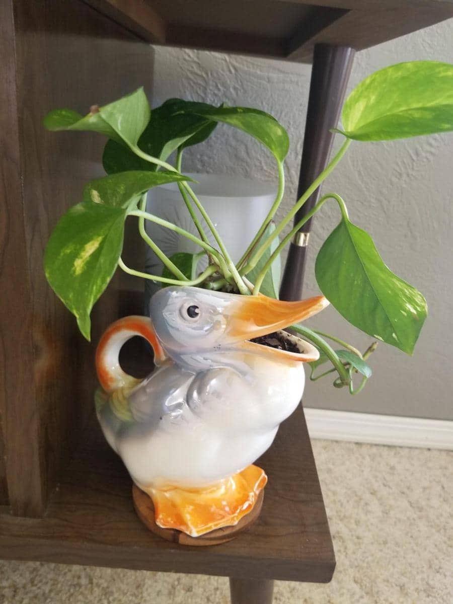 potret benda bentuk burung pelikan (reddit.com/user/bored-as-s***)