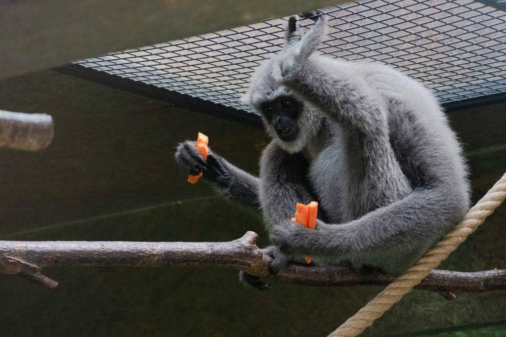 Owa Jawa hewan langka di Indonesia yang terancam punah